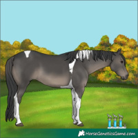 Horse Color:Black Tobiano 