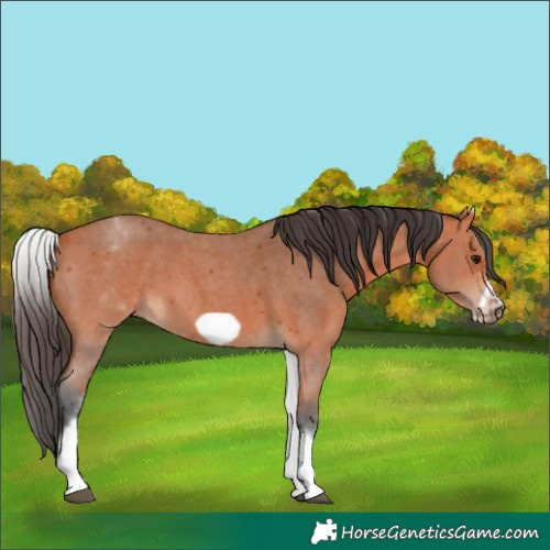 Horse Color:White Spotted Bay Sabino Frame 