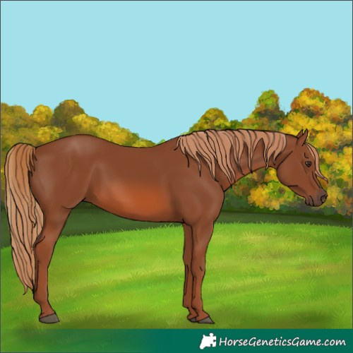 Horse Color:Chestnut 