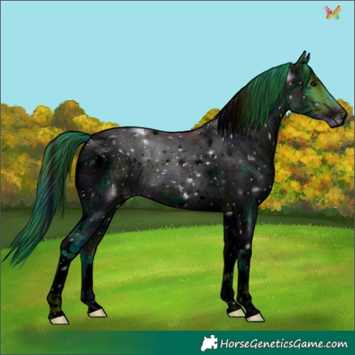 Horse Color:ERROR: UNKNOWN ANOMALY
