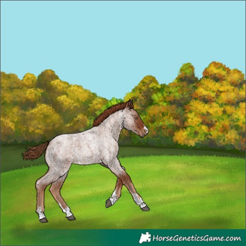 Horse Color:Red Roan