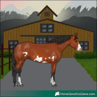 Horse Color:Bay Sabino Frame 