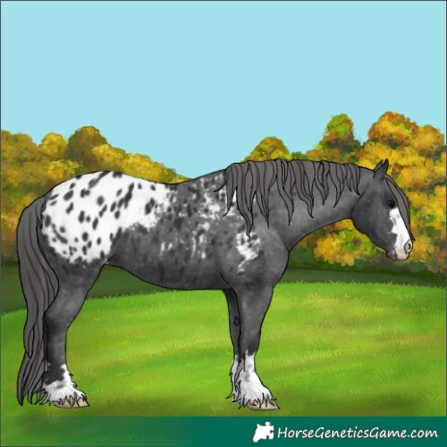 Horse Color:Black Appaloosa 