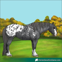 Horse Color:Black Appaloosa 