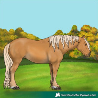 Horse Color:Palomino 