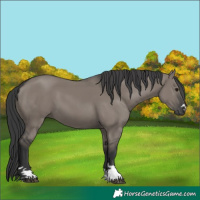 Horse Color:Grullo 