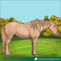 Horse Color:Gold Champagne