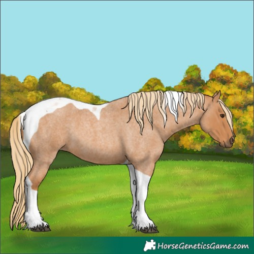 Horse Color:Red Roan Tobiano 