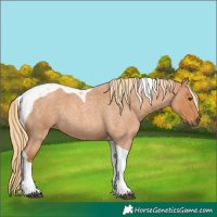 Horse Color:Red Roan Tobiano 