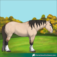Horse Color:Bay Dun Splash 