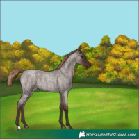 Horse Color:Liver Red Roan 