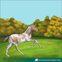 Horse Color:White Spotted Black Pearl 