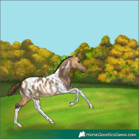 Horse Color:Buckskin Dun Tobiano Blanket 