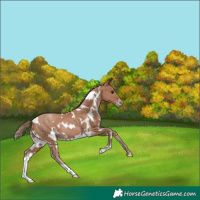 Horse Color:White Spotted Black Pearl
