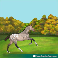 Horse Color:Brown Roan Dun Appaloosa