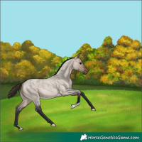 Horse Color:Brown Roan Dun Varnish 