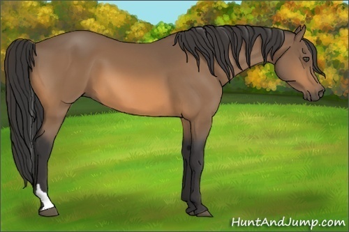 Horse Color:Buckskin Tobiano