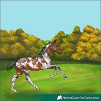Horse Color:White Spotted Brown 