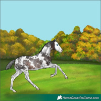 Horse Color:White Spotted Brown Splash Rabicano 