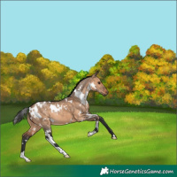 Horse Color:White Spotted Brown Dun 