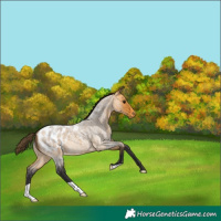 Horse Color:Buckskin Roan Blanket 