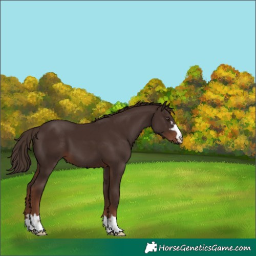 Horse Color:Liver Chestnut 