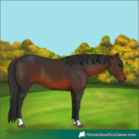 Horse Color:Brown 