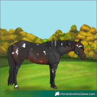 Horse Color:White Spotted Brown 