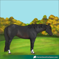 Horse Color:Brown 