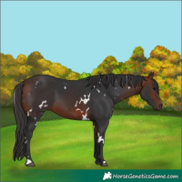 Horse Color:White Spotted Bay 
