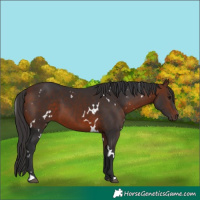 Horse Color:White Spotted Bay 