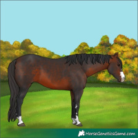 Horse Color:Bay 