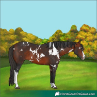 Horse Color:White Spotted Bay Sabino 
