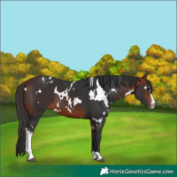 Horse Color:White Spotted Bay Sabino