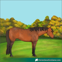 Horse Color:Bay 