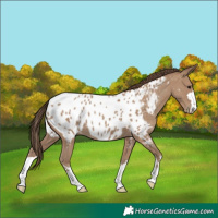 Horse Color:Classic Champagne Appaloosa 