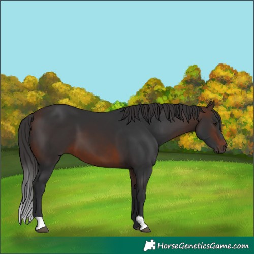 Horse Color:Brown 