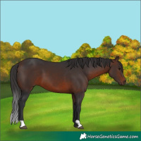 Horse Color:Brown 
