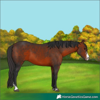 Horse Color:Bay Sabino 
