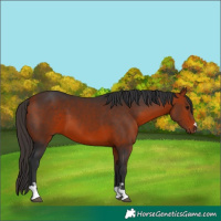 Horse Color:Bay 