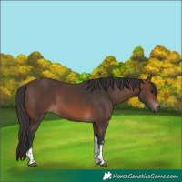 Horse Color:Brown Sabino Tobiano Rabicano 