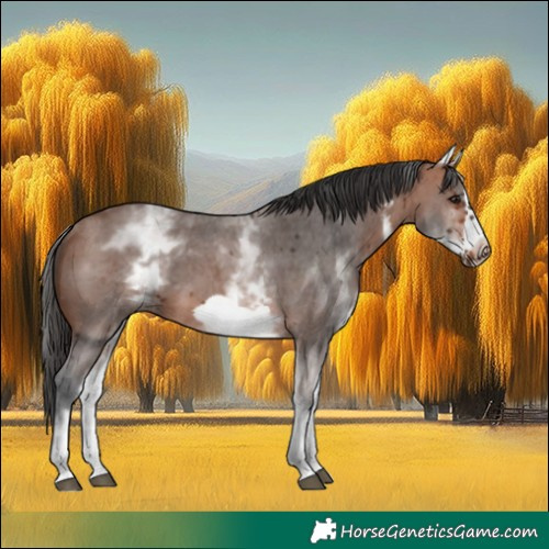 Horse Color:White Spotted Bay Sabino Frame 