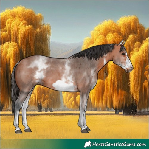 Horse Color:White Spotted Bay Sabino Frame 