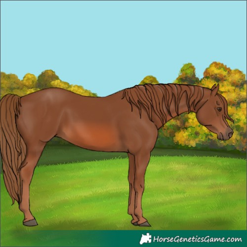 Horse Color:Chestnut 