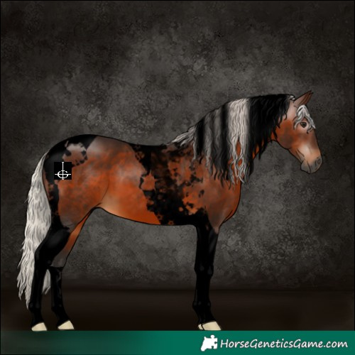 Horse Color:Gray Void Silver Bay Tobiano