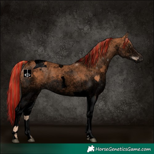 Horse Color:Void Painted White Spotted Chestnut Tobiano Appaloosa 