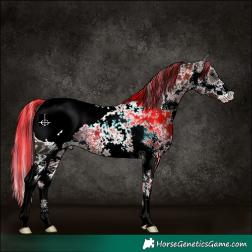 Horse Color:Painted Buckskin Sabino Appaloosa 