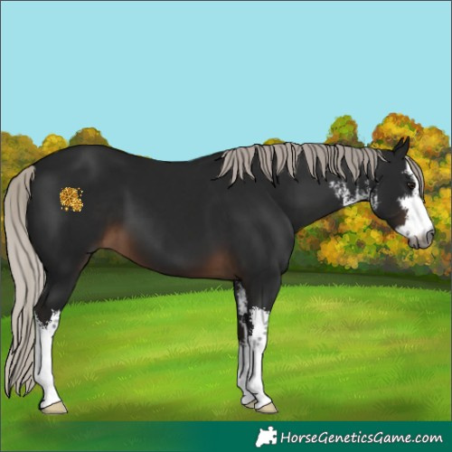 Horse Color:Gray White Spotted Silver Brown 