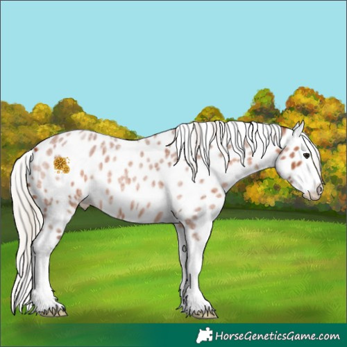 Horse Color:White Spotted Silver Bay Roan Splash Appaloosa 