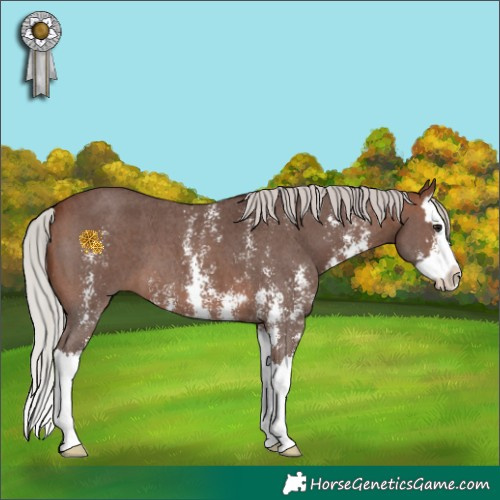 Horse Color:Silver Brown Sabino Splash 